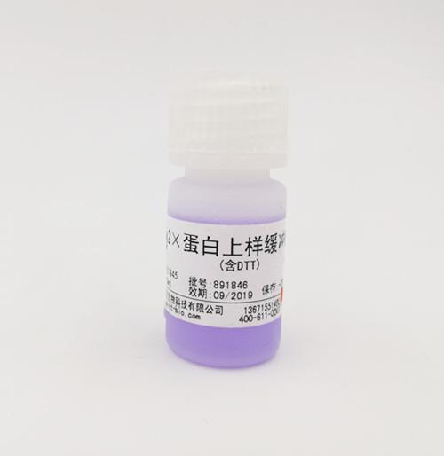 2×蛋白上樣緩沖液(含DTT)